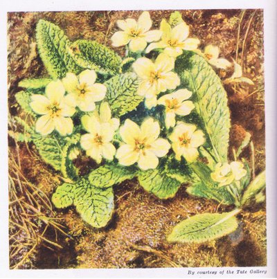 Primule, Natura in Gran Bretagna pubblicata da Collins, 1946 da William Henry Hunt